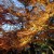 [お出かけ]DSC-RX100を片手に千葉県松戸市にある本土寺まで紅葉を見に行ってきました。